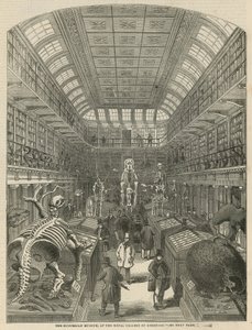 Das Hunterian Museum am Royal College of Surgeons von English School