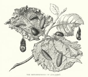 Die Metamorphosen von Lina populi (Kupferstich)