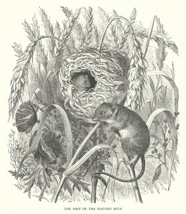 Das Nest der Erntemäuse (Gravur) von English School
