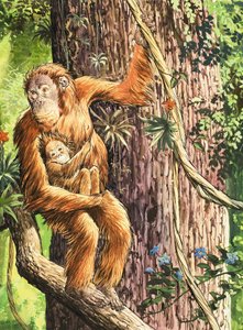 Der Orang-Utan