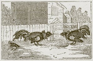 Das Rebhuhn und die Hähne (Gravur) von English School