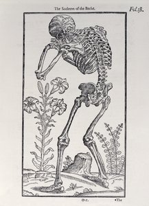 Das Skelett des Rückens, Tafel aus The Historie of Man, veröffentlicht von John Banister (1540-1610), 1578 von English School