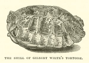 Der Panzer von Gilbert Whites Schildkröte (Gravur) von English School