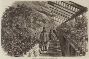 Die Kamelienausstellung in der Vauxhall-Gärtnerei (Stich) von English School