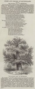 Die Sydney-Eiche in Penshurst (Gravur) von English School