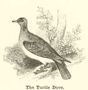 Die Turteltaube von English School