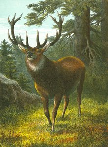 Der Wapiti von English School