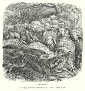 Der Wolf von English School