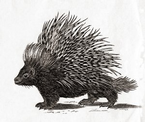 Das Stachelschwein (Hystrix cristata), aus einem Druck des 18. Jahrhunderts (Stich)