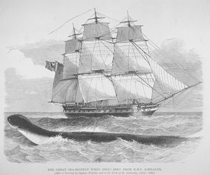 Die große Seeschlange, als sie 1848 zum ersten Mal von der HMS Daedalus gesehen wurde, ca. 1848
