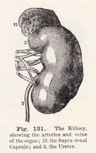 Die Niere, zeigt die Arterien und Venen des Organs (Stich) von English School