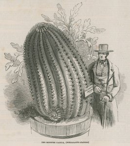 Der Monsterkaktus (Echinocactus stainesh) in den Königlichen Gärten, Kew, London von English School