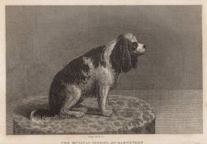 Der musikalische Spaniel von Darmstadt