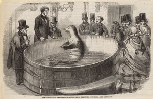 Der sprechende und auftretende Fisch, jetzt in London ausgestellt von English School