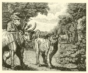Das lüsterne Kalb (Gravur) von English School