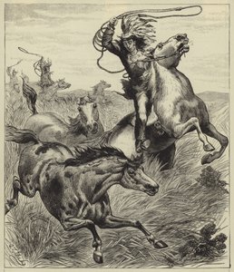 Das Lasso werfen von English School