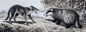 Zahn und Klaue: Tiere im Kampf