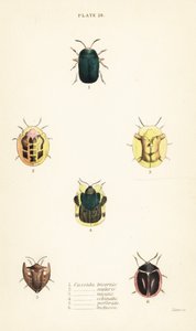 Schildkrötenkäfer: Omocerus bicornis 1, Cassida scalaris 2, Cassida micans 3, Cassida echinata 4, Cassida perforata 5, und Cassida luctuosa 6 von English School