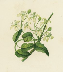 Gemeine Waldrebe, Clematis Vitalba von English School