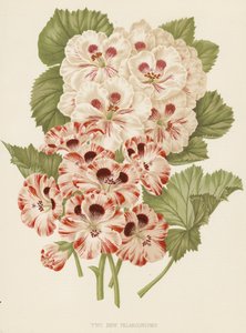 Zwei neue Pelargonien (Farblitho) von English School