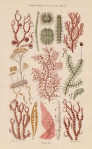 Unter dem Mikroskop: Desmidiaceae, Diatomaceae, Algen von English School