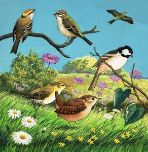 Unidentifizierte Vogelmontage