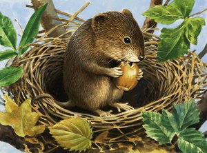 Unidentifizierte Maus, die eine Eichel im Nest frisst von English School