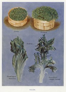 Gemüseanbau-Führer: Salate von English School