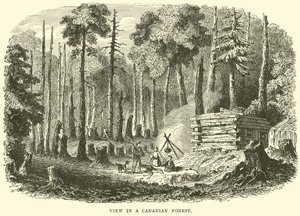 Ansicht in einem kanadischen Wald von English School