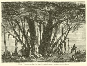 Ansicht des Banyanbaums (Ficus Indica), mit Adventivwurzeln von English School