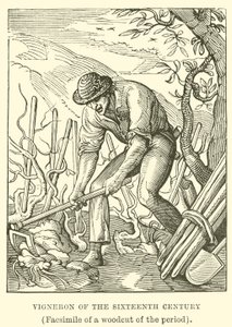 Weinbauer des sechzehnten Jahrhunderts von English School