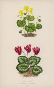 Viola Biflora; Cyclamen Repandum von English School
