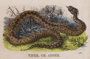Viper oder Otter