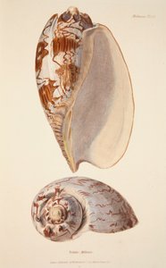 Voluta Miltonis, veröffentlicht 1833, handkolorierter Stich
