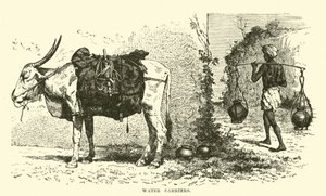 Wasserträger
