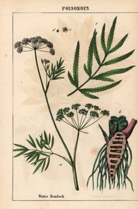 Wasserschierling zeigt Blätter, Wurzelstruktur und Blüten. Cicuta virosa, aus 