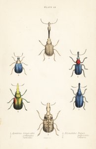 Rüsselkäfer: Attelabus longicollis 1, Attelabus gemmatus 2, Attelabus ruficollis 3, Byctiscus populi 4, Rhycnhites pubescens 5, und Rhynchites collaris 6 von English School