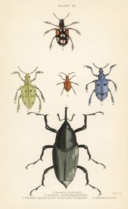 Rüsselkäfer und Käfer: Curculio latreillii, Curculio sexdecempunctatus, Trichaptus mutillarius, Pissodes castaneus und Calandra heros von English School