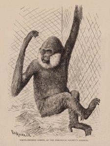 Weißwangen-Gibbon, im Garten der Zoologischen Gesellschaft (Gravur) von English School
