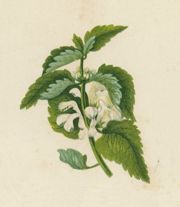 Weiße Taubnessel, Lamium Album von English School