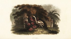 Weißstorch, Ciconia ciconia, spielt Verstecken mit Kindern im Garten von English School