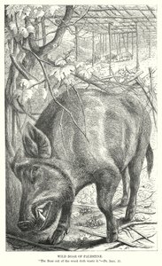 Wildschwein von Palästina (Gravur) von English School