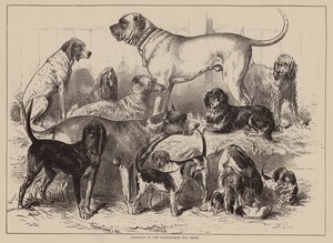 Gewinner der Birmingham Dog Show von English School