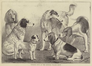 Gewinnende Hunde auf der Crystal Palace Show (Gravur) von English School