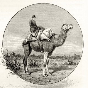 Frau auf einem Kamel in Australien, ca. 1880, aus 