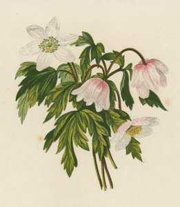 Buschwindröschen, Anemone Nemorosa von English School