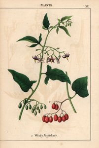 Bittersüßer Nachtschatten mit violetten Blüten und roten Beeren, aus "The Instructive Picturebook, or Lessons from the Vegetable World," [Charlotte Mary Yonge], Edinburgh von English School