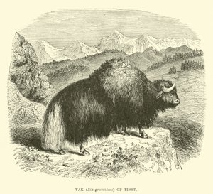Yak (Bos grunniens) von Tibet von English School