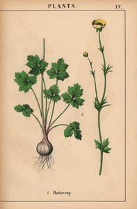 Gelbe Butterblume, aus "The Instructive Picturebook, or Lessons from the Vegetable World," [Charlotte Mary Yonge], Edinburgh von English School