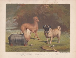 Yorkshire Terrier, Italienischer Windhund und Mops mit Tennisschläger und Bällen